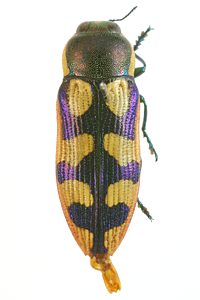Castiarina pallidiventris, PL0336A, male, MU, 10.1 × 3.5 mm